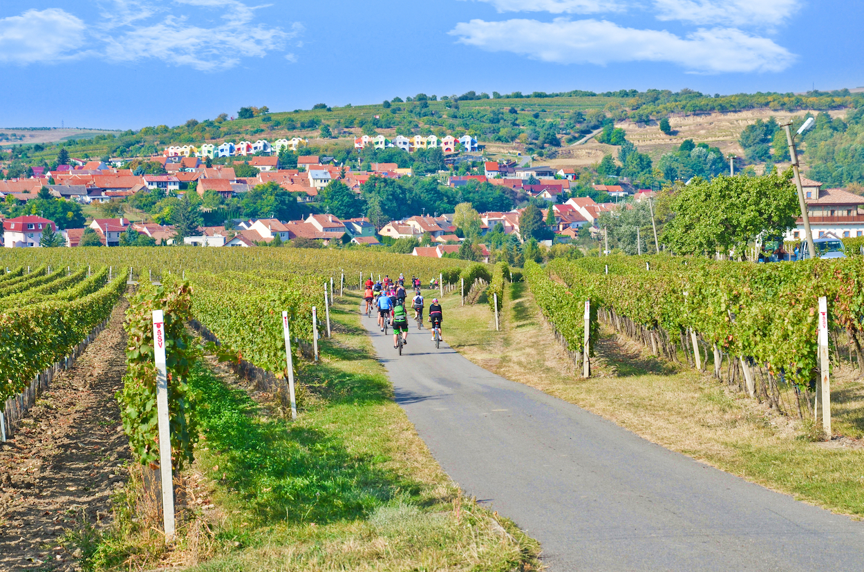 Coastal Vineyard Tour